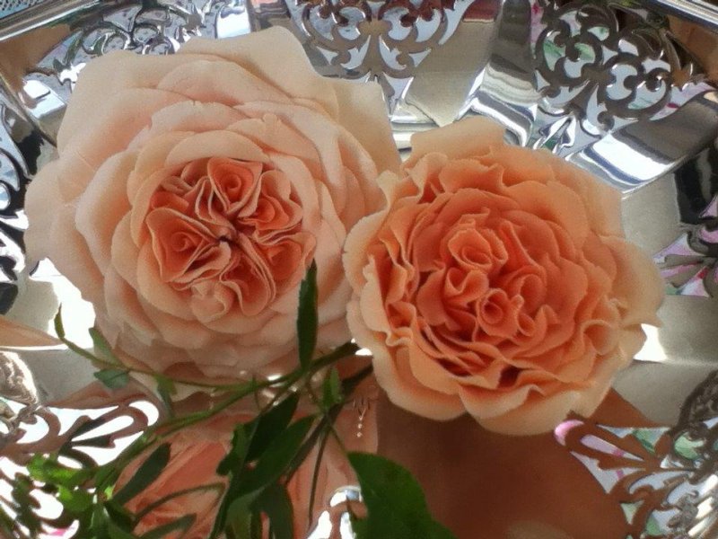 Old Rose