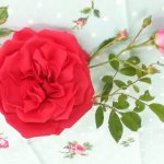 Old Rose
