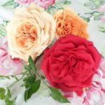 Old Rose